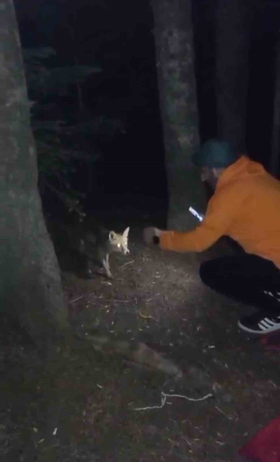 Uludağ’da yanına gelen tilkiye köfte ikram etti