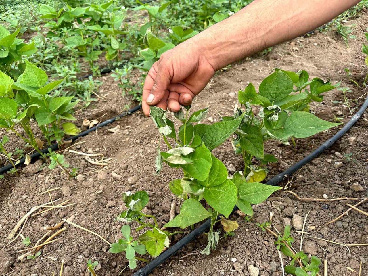 Sıcaklık rekoru kırılan Sarıcakaya adeta yanıyor