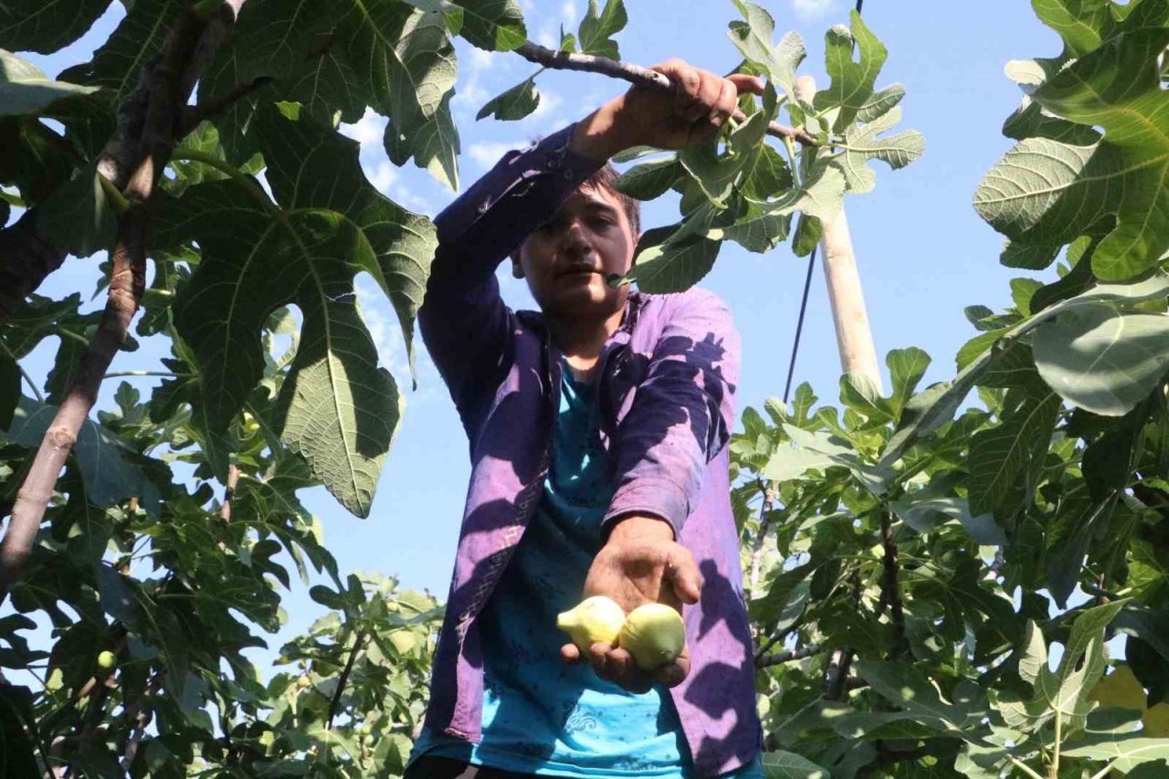 Enkaz kentte ağızları tatlandıran hasat yüz güldürdü