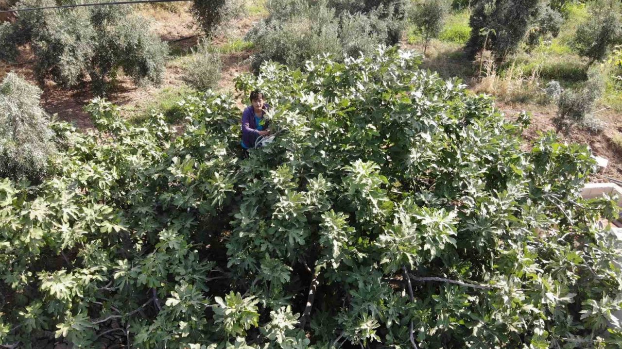 Enkaz kentte ağızları tatlandıran hasat yüz güldürdü