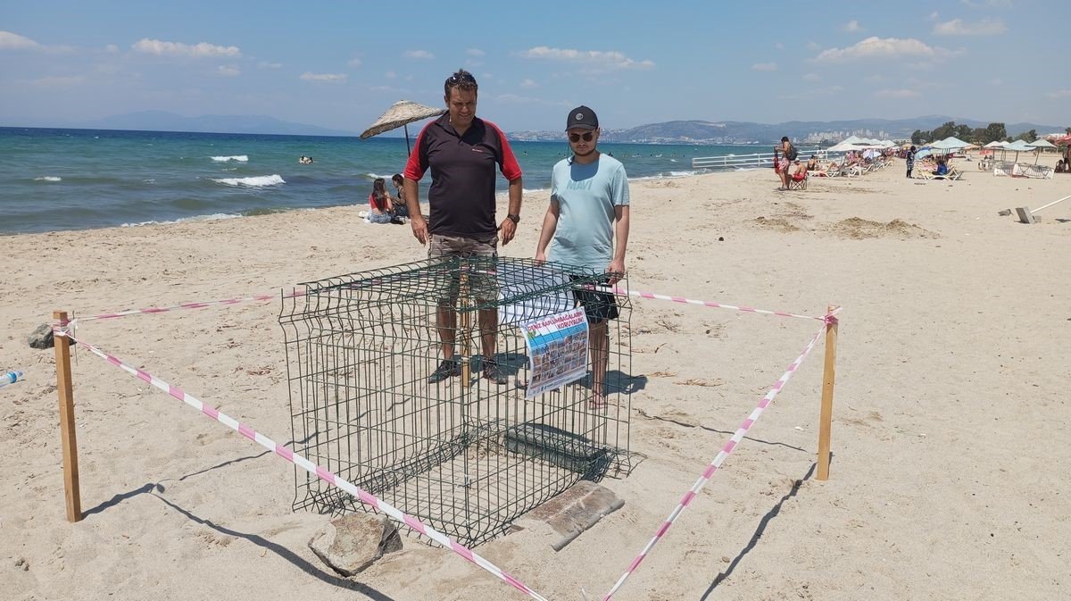 Didim ve Kuşadası’nda yavru deniz kaplumbağaları denizle buluştu