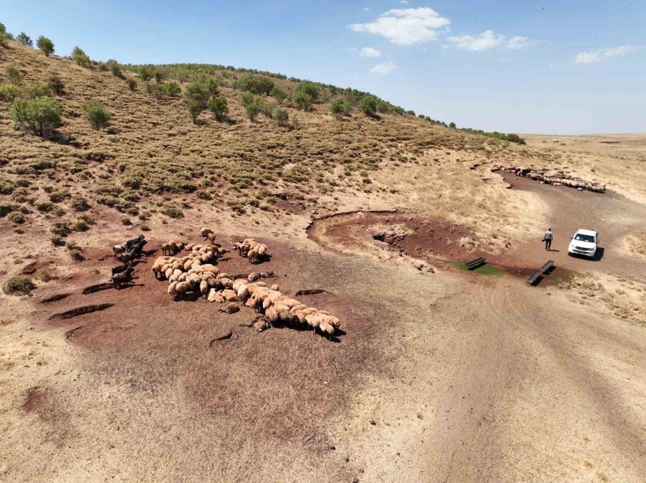 Diyarbakır’da bunaltan sıcakta hayvanlar için yaylalara tankerlerle su taşınıyor