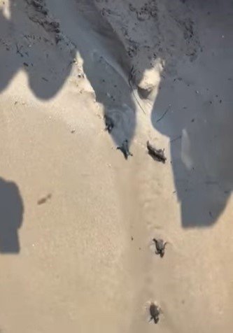 Doğa koruma ekipleri yavru carettaların denizle buluşmasını sağladı