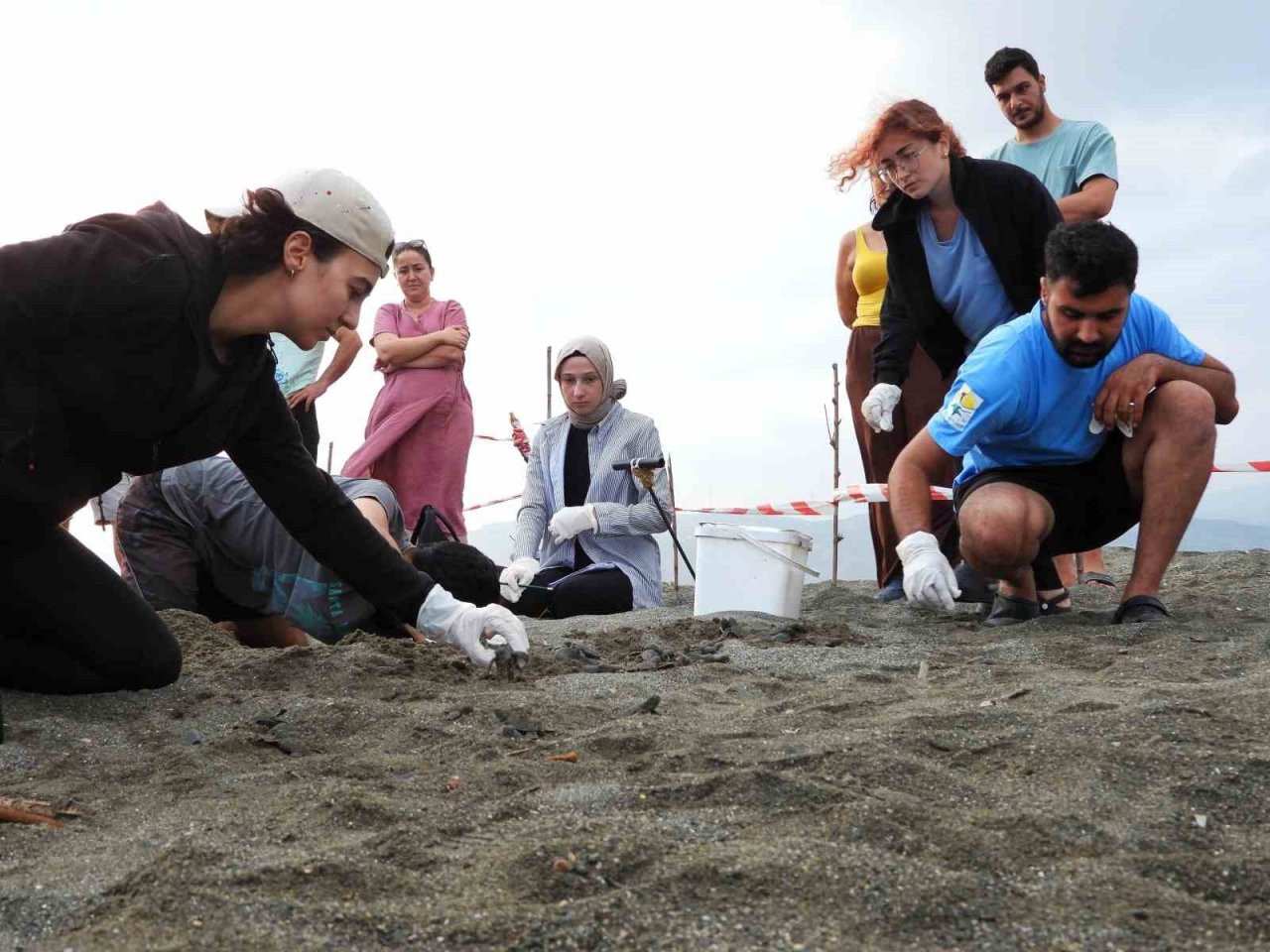 Hatay’da yavru kaplumbağalar denizle buluştu