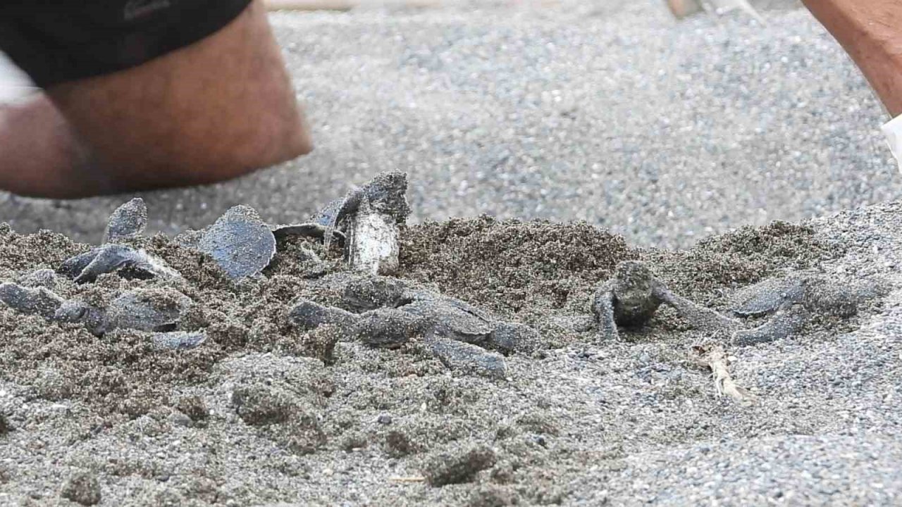 Hatay’da yavru kaplumbağalar denizle buluştu