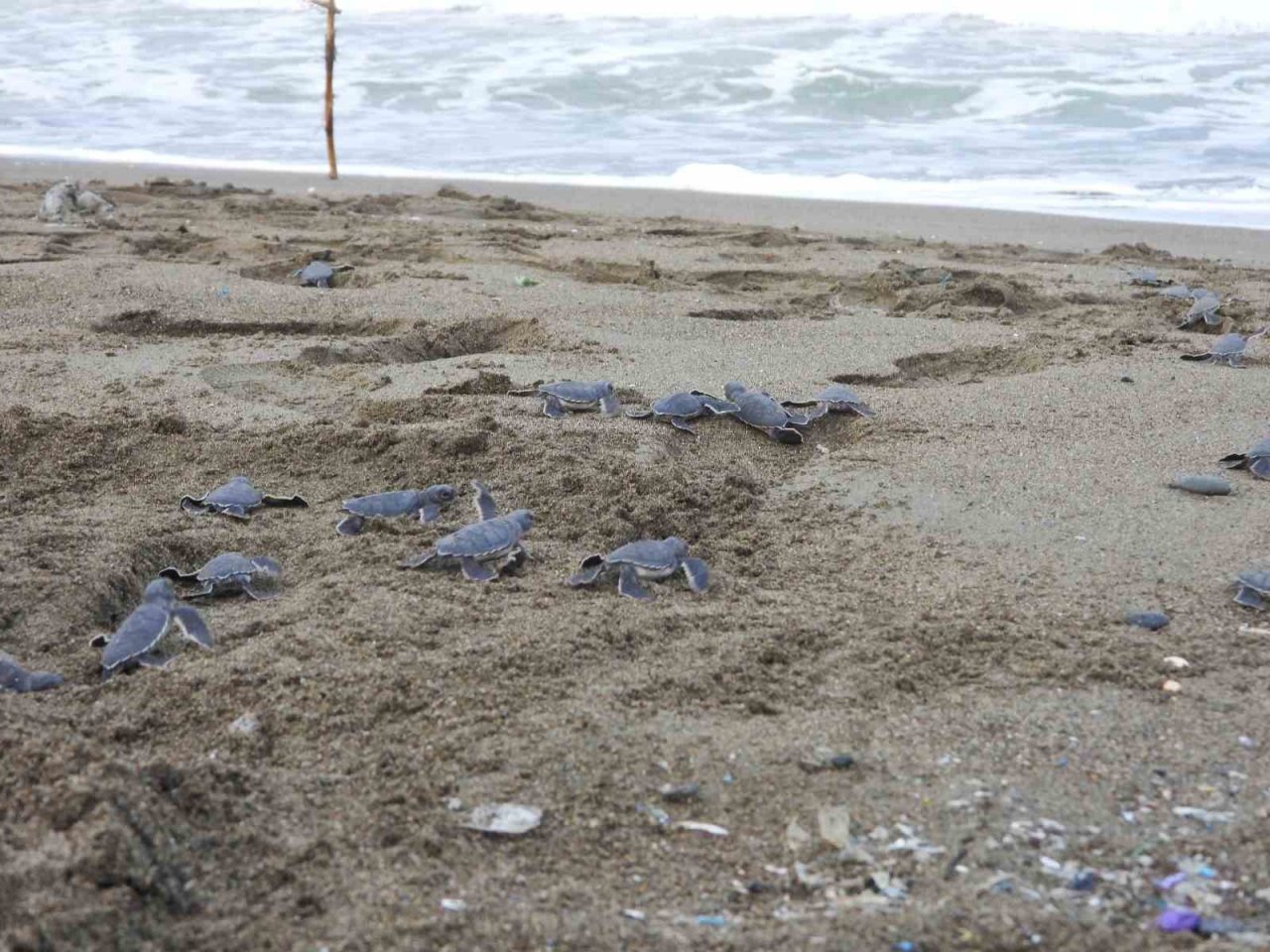 Hatay’da yavru kaplumbağalar denizle buluştu