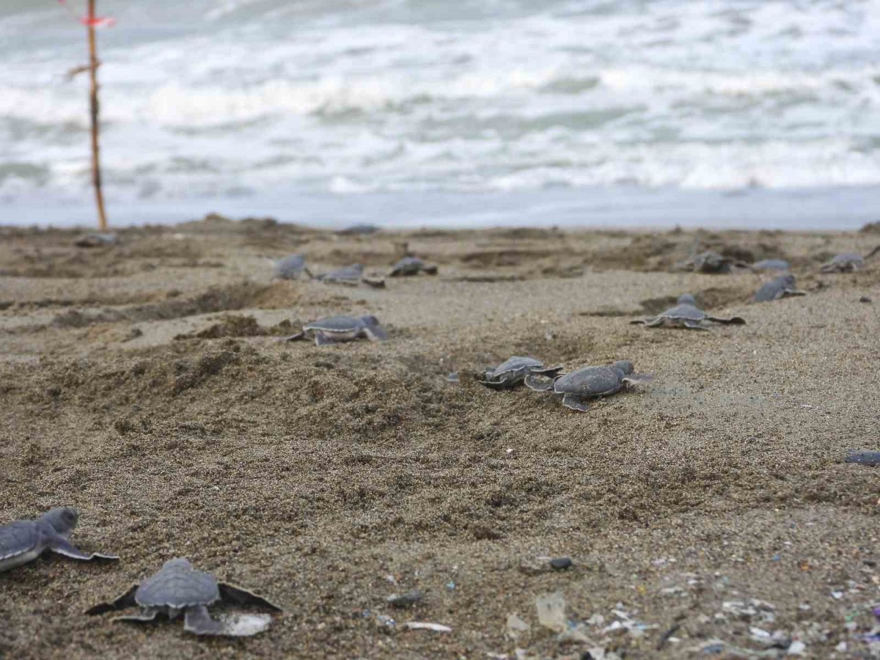 Hatay’da yavru kaplumbağalar denizle buluştu