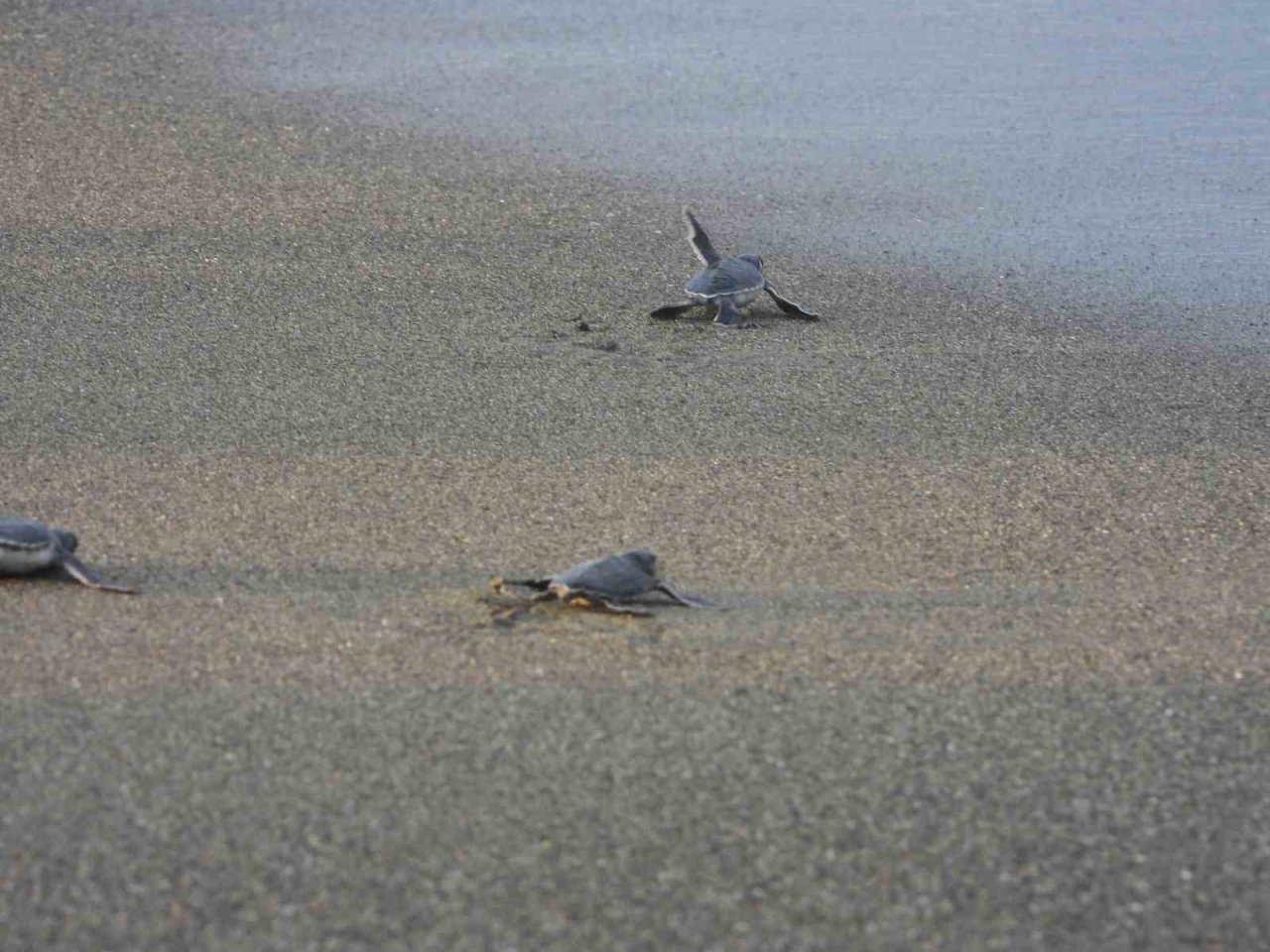 Hatay’da yavru kaplumbağalar denizle buluştu