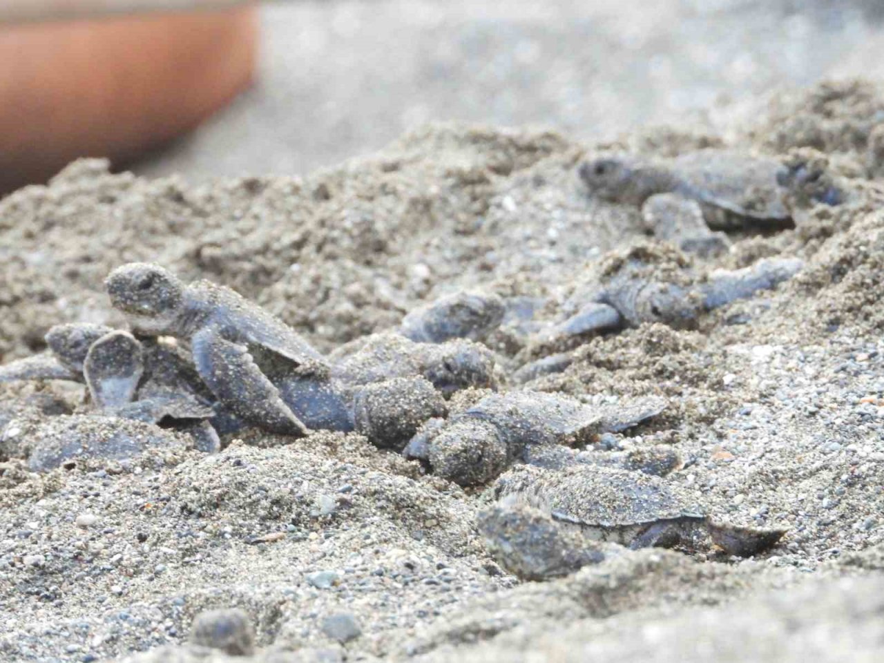 Hatay’da yavru kaplumbağalar denizle buluştu