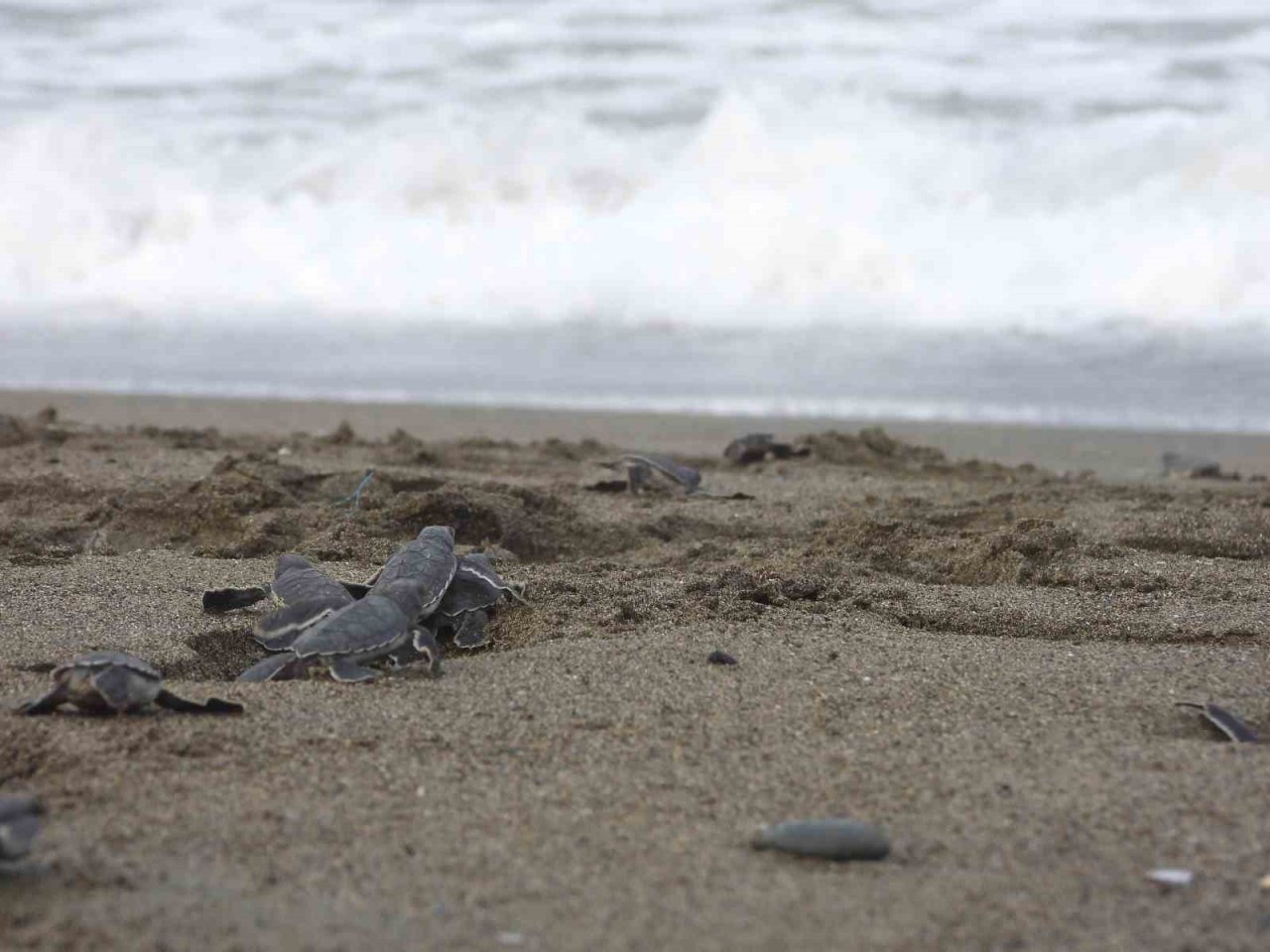 Hatay’da yavru kaplumbağalar denizle buluştu