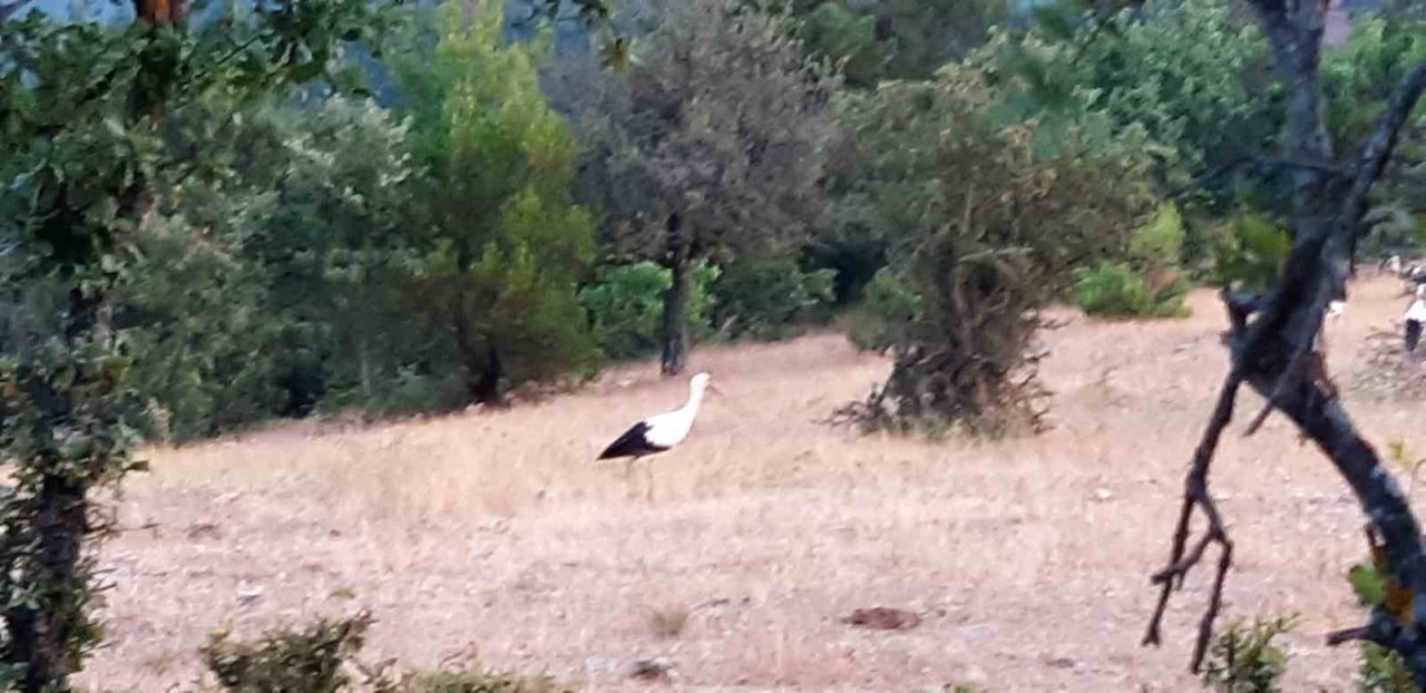 Göç eden leyleklerin mola keyfi