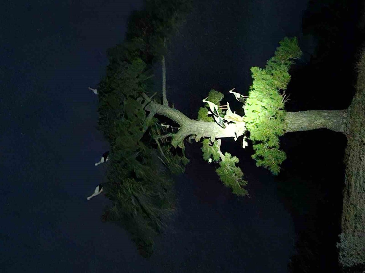 Göç eden leyleklerin mola keyfi