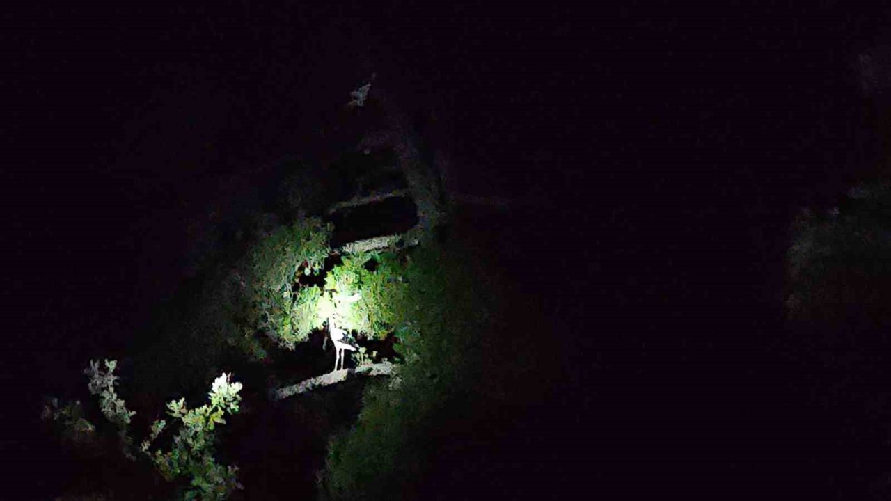 Göç eden leyleklerin mola keyfi