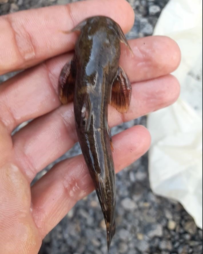 Habur Çayı’nda ’İğneli bodur yayın balığı’ amatör balıkçıların ağına takıldı