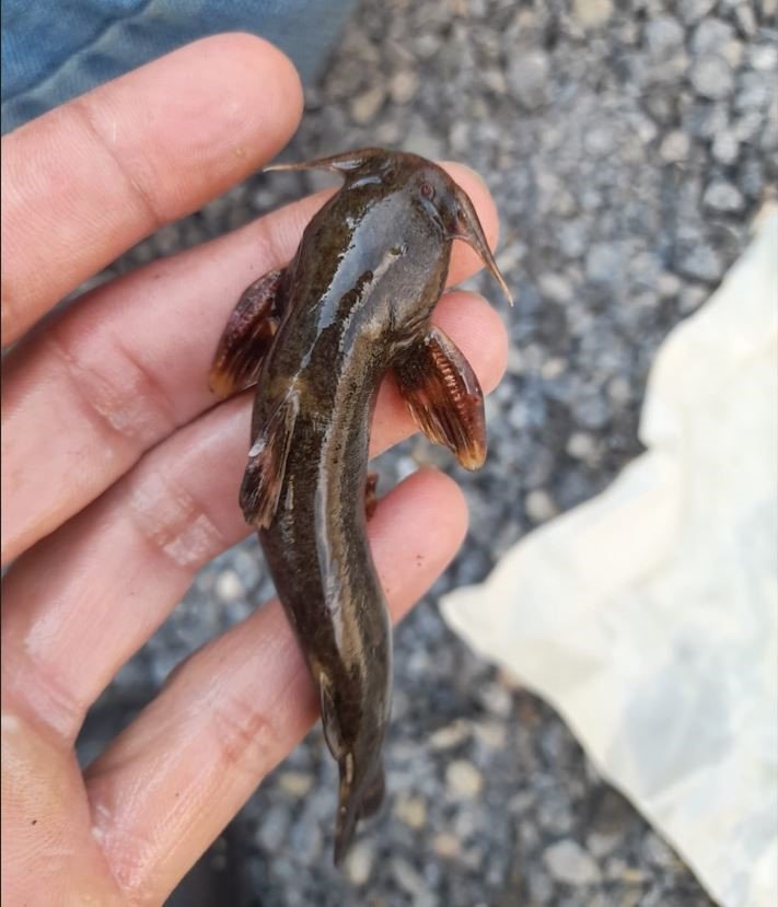 Habur Çayı’nda ’İğneli bodur yayın balığı’ amatör balıkçıların ağına takıldı