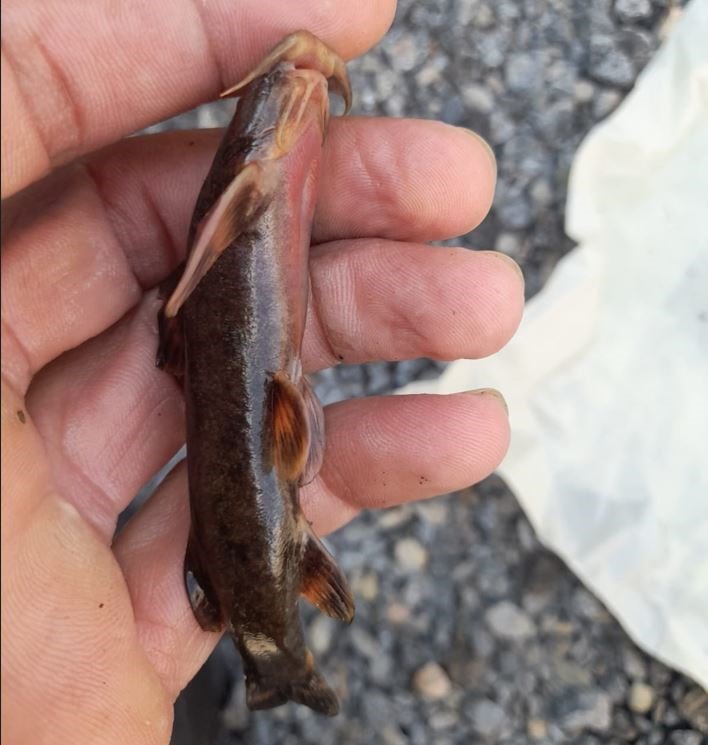 Habur Çayı’nda ’İğneli bodur yayın balığı’ amatör balıkçıların ağına takıldı