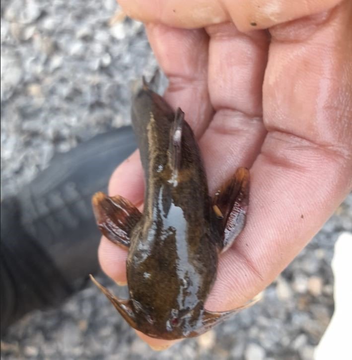 Habur Çayı’nda ’İğneli bodur yayın balığı’ amatör balıkçıların ağına takıldı