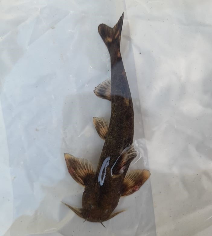 Habur Çayı’nda ’İğneli bodur yayın balığı’ amatör balıkçıların ağına takıldı