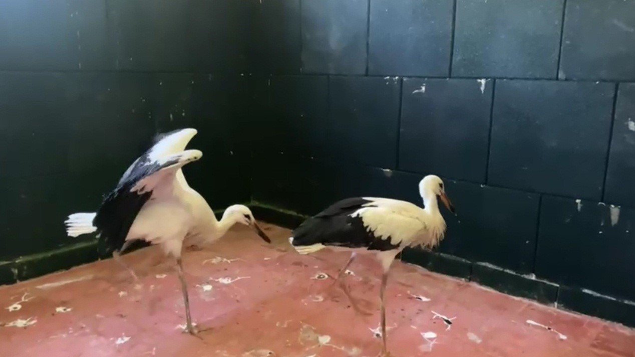 Leylek yavruları tedavi edilerek doğaya salındı