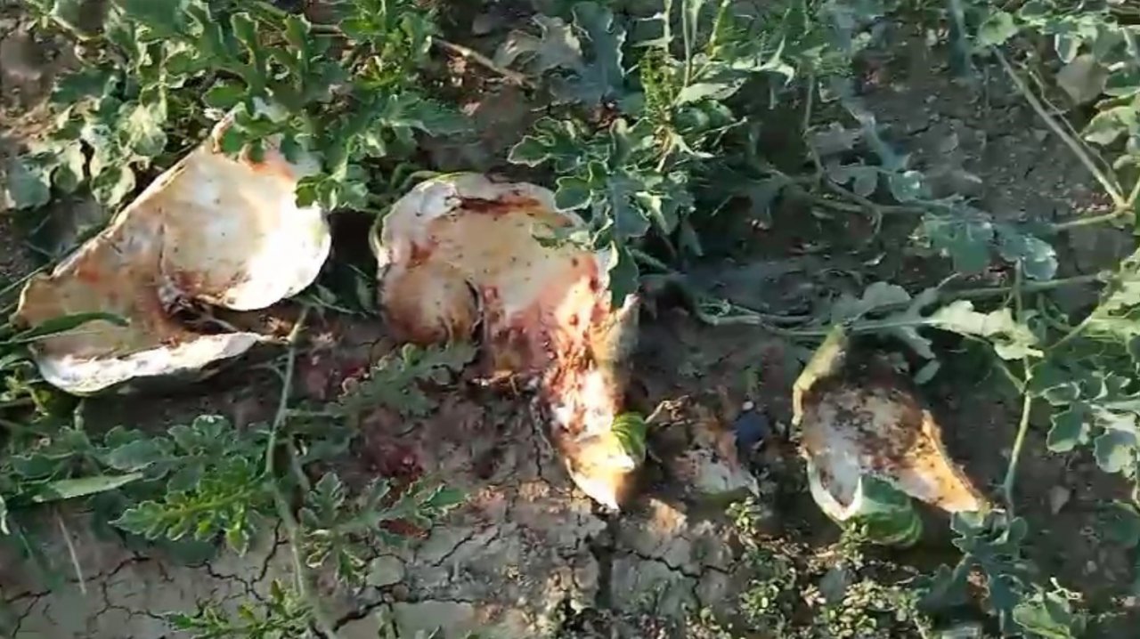 Sıcaktan bunalan ayılar, girdikleri bahçede yüzlerce karpuzu yedi