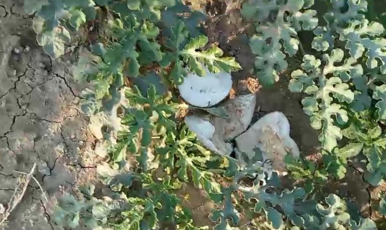 Sıcaktan bunalan ayılar, girdikleri bahçede yüzlerce karpuzu yedi