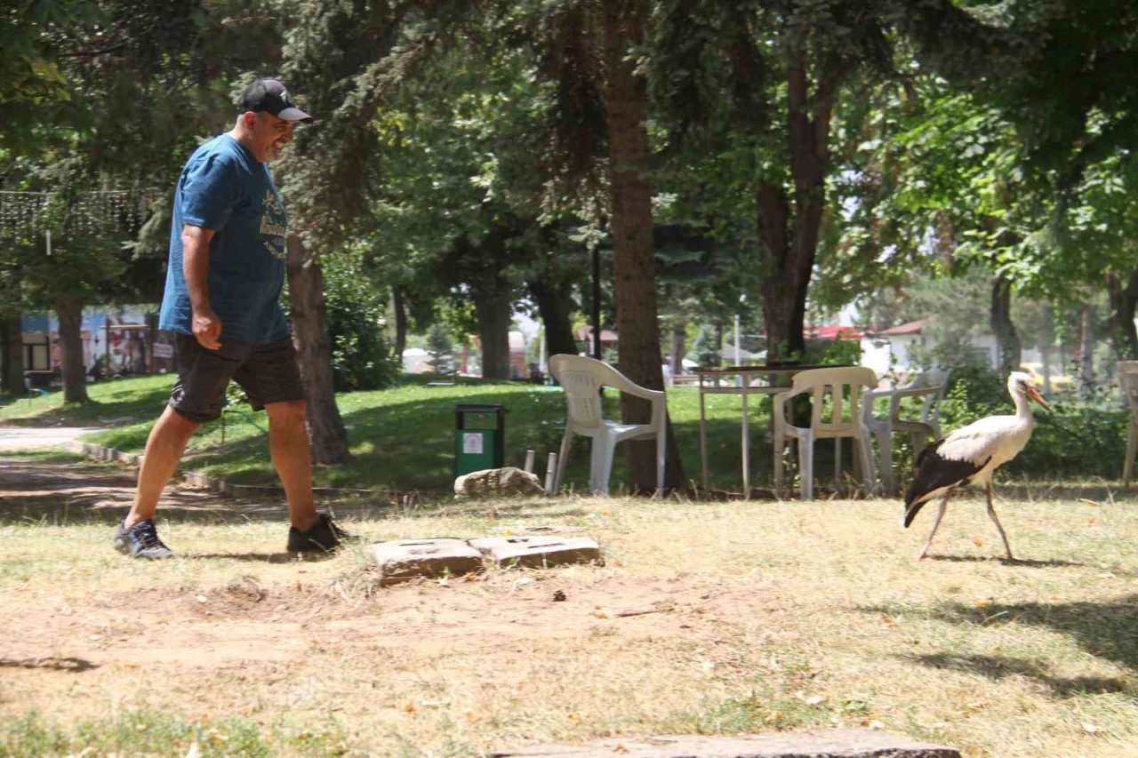 Konya’da insanlardan kaçmadan gezinen yavru leylek parkın maskotu oldu