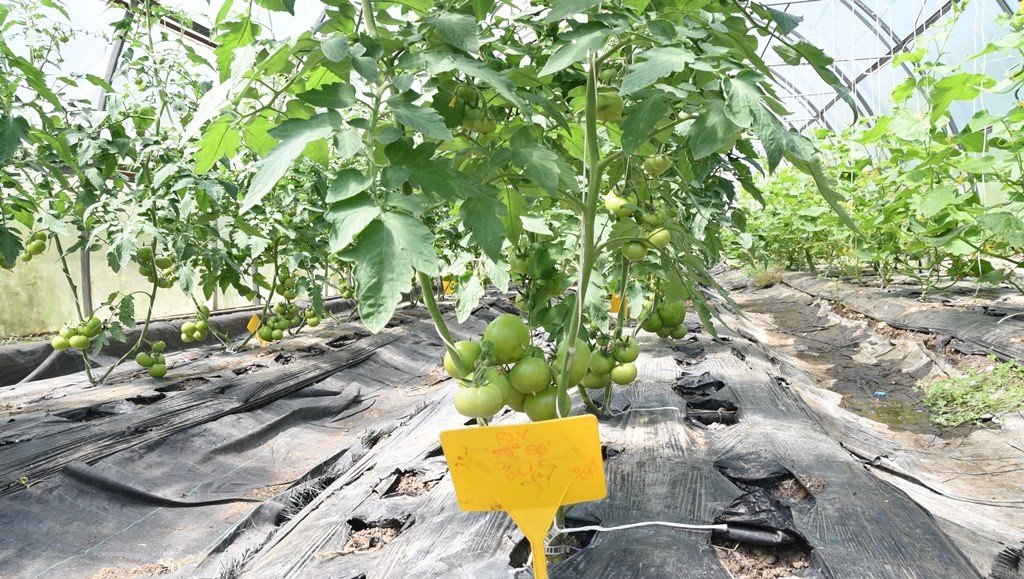 Ziraat Fakültesinden organik ürünler