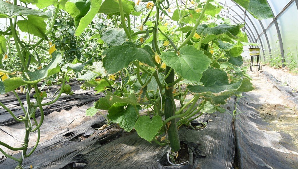Ziraat Fakültesinden organik ürünler