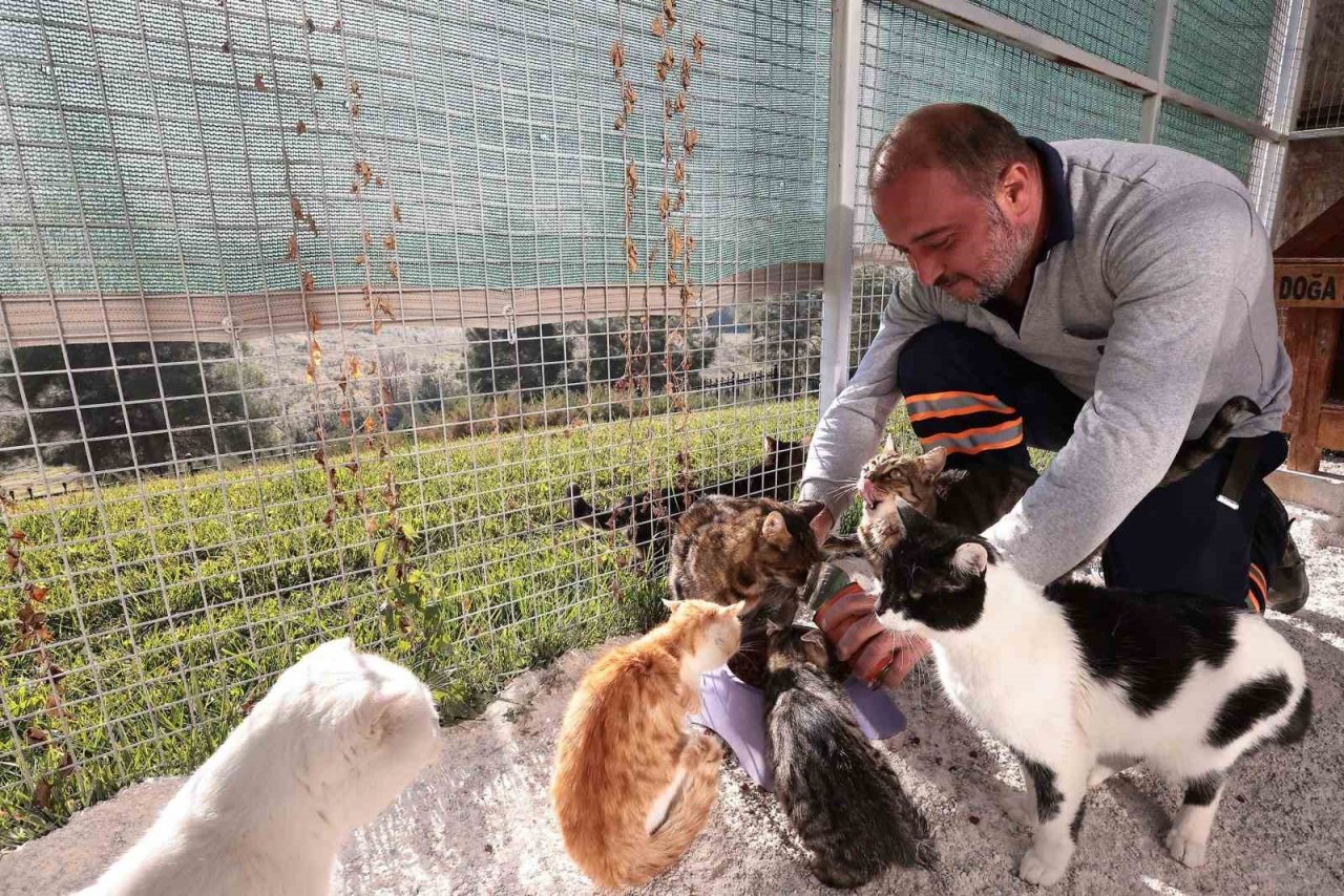 Denizli Büyükşehir ilk 7 ayda 506 sokak hayvanına yuva buldu