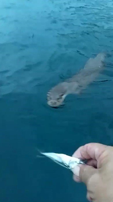 Balıkçı teknesinde sürpriz misafir