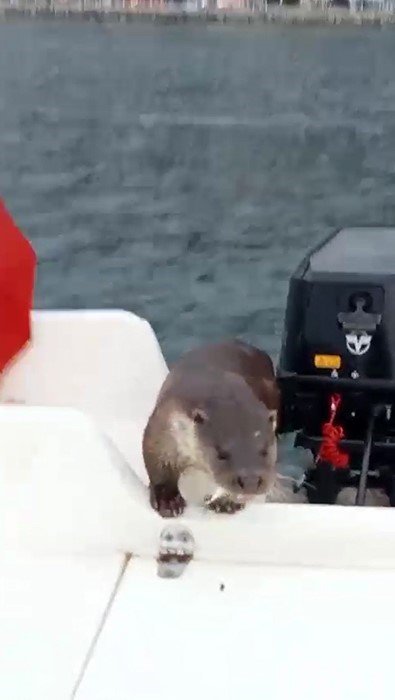 Balıkçı teknesinde sürpriz misafir