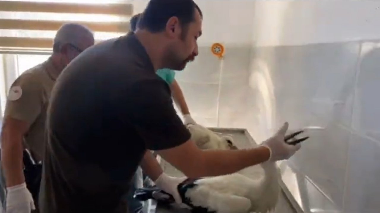 Göç sırasında yaralanan leylekler, tedavisinin ardından doğaya bırakıldı