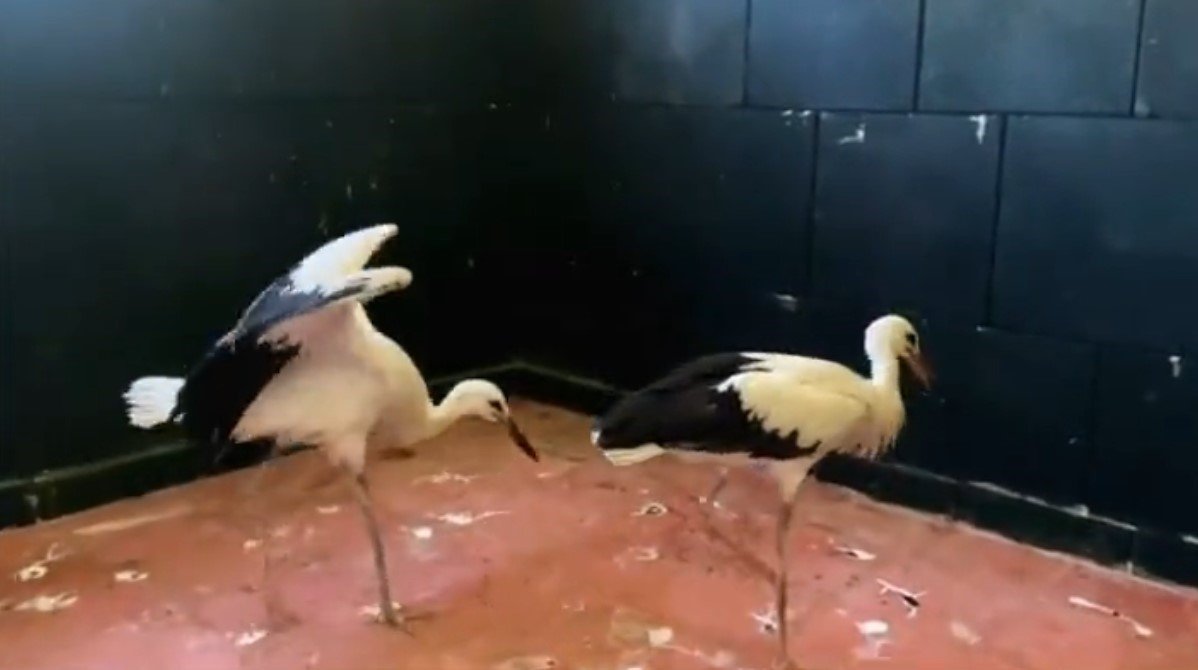 Göç sırasında yaralanan leylekler, tedavisinin ardından doğaya bırakıldı