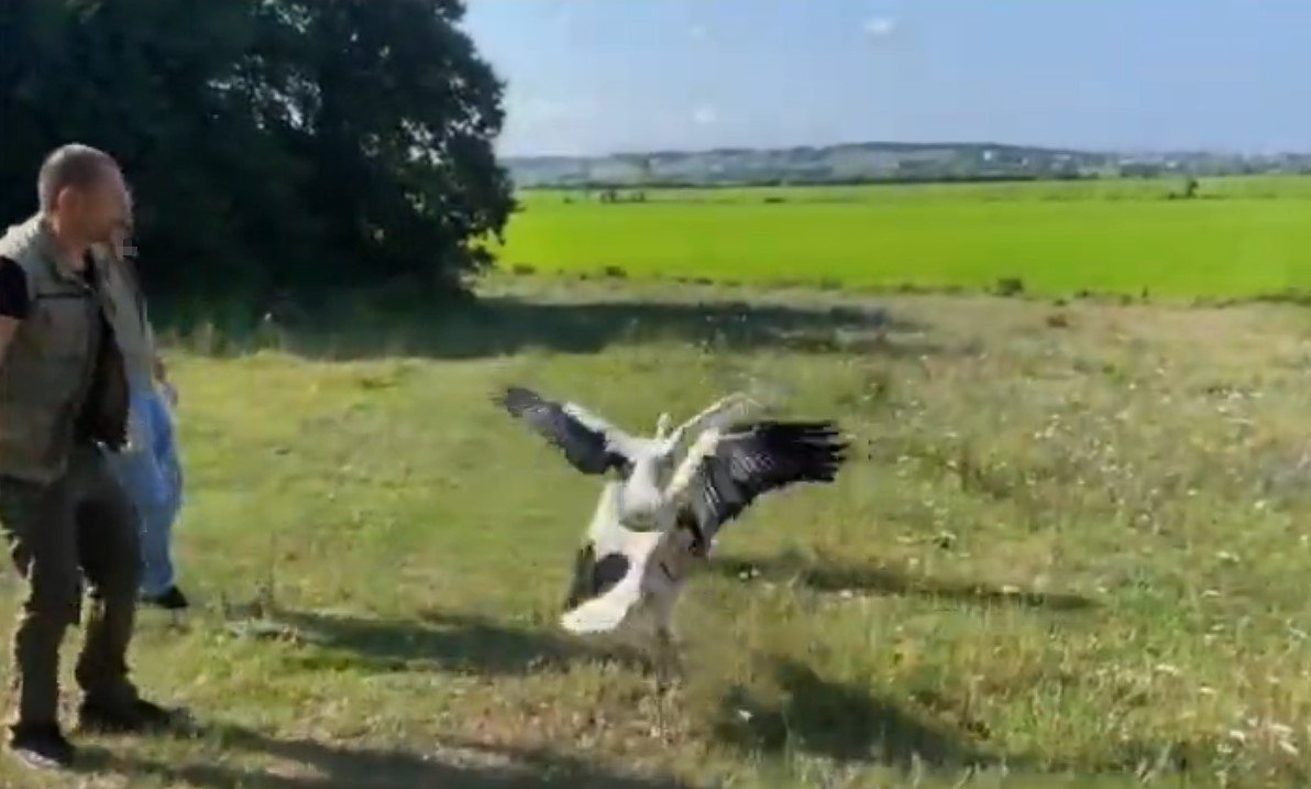 Göç sırasında yaralanan leylekler, tedavisinin ardından doğaya bırakıldı