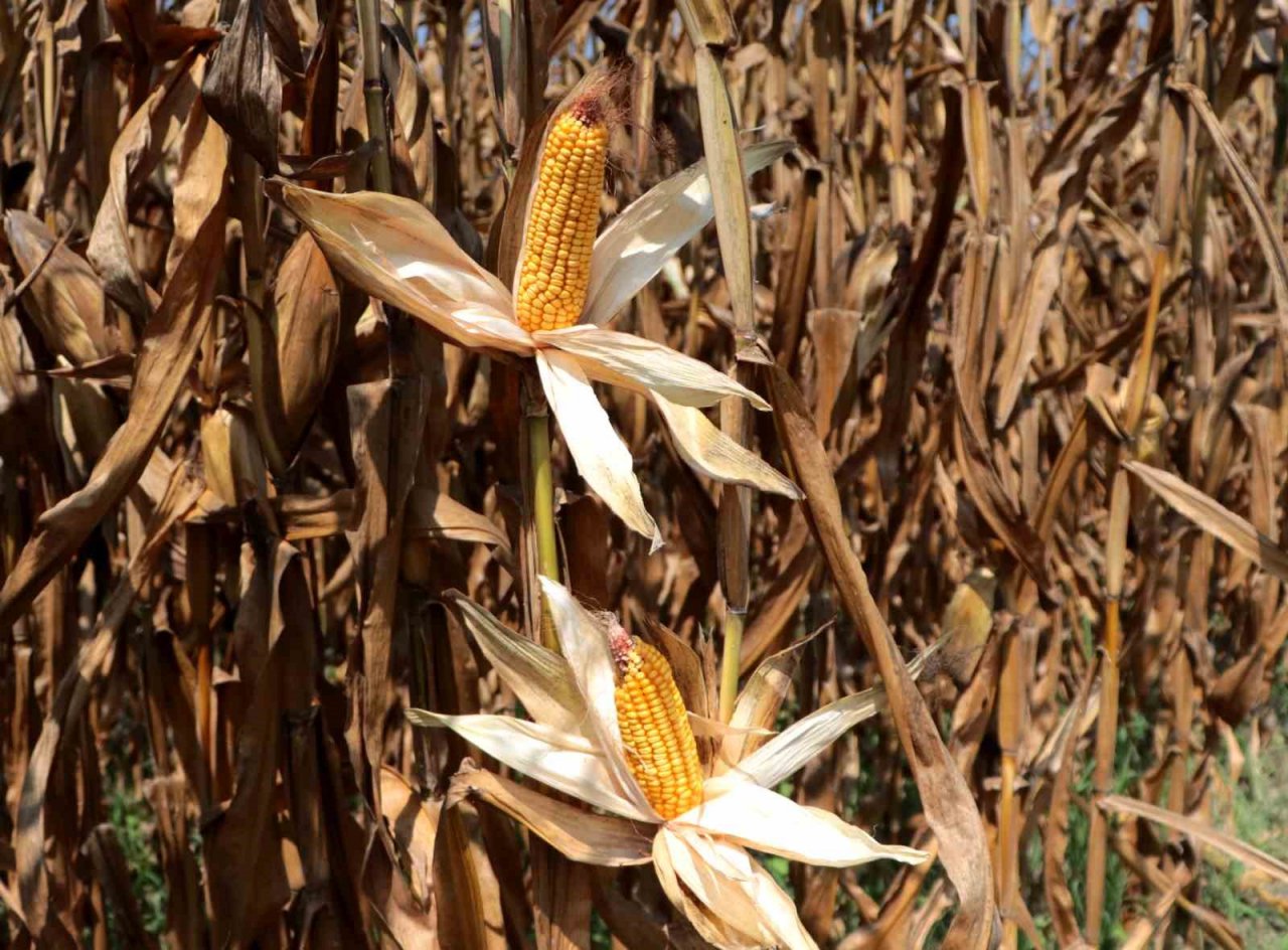 Sıcak hava mısırda rekolteyi yüzde 10 düşürdü