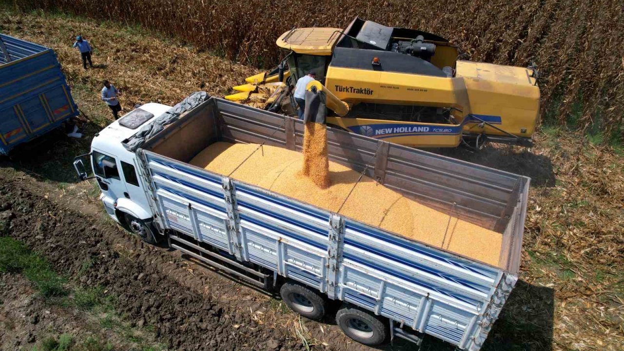 Sıcak hava mısırda rekolteyi yüzde 10 düşürdü