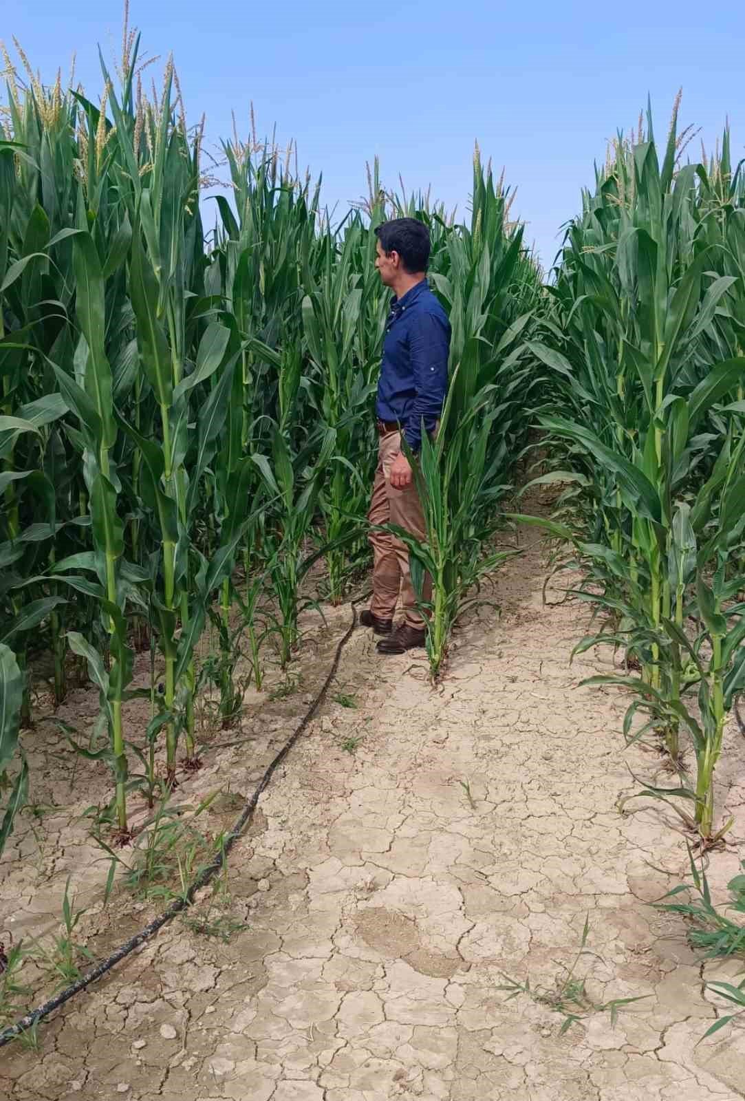 Hibe destekli tohum dağıtımı yapılan arazilerde inceleme yapıldı