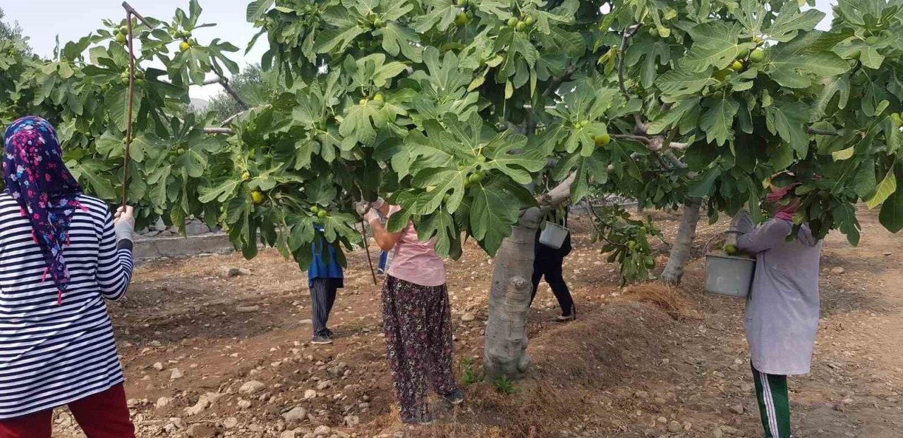 Aydın’da taze incir hasadı devam ediyor