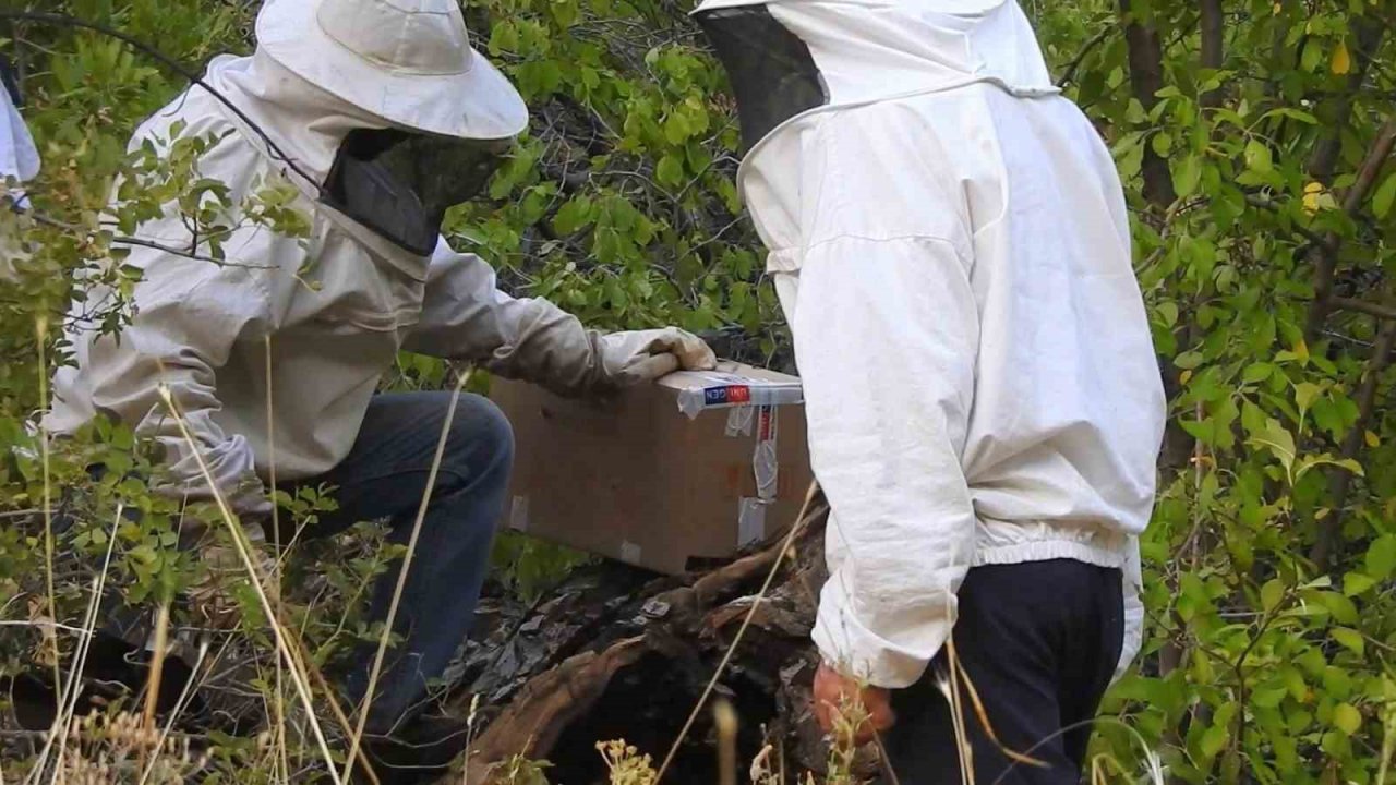 ’Bal avcıları’ su kenarından takip ettikleri arılarla doğal bala ulaşıyor