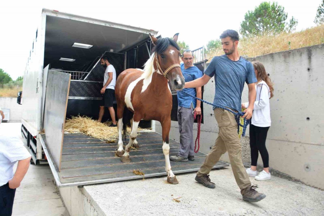 Cins atlar embriyo transferi için Balıkesir’de