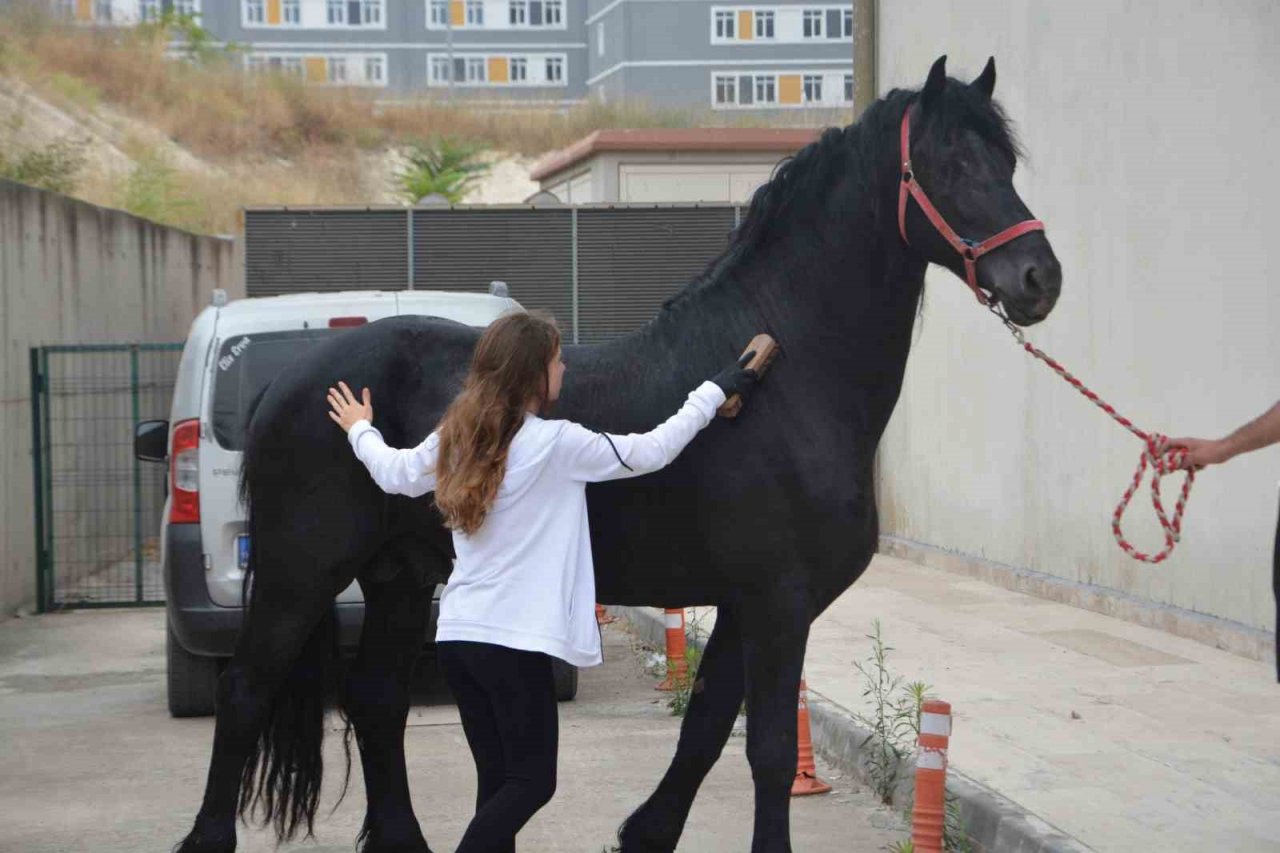 Cins atlar embriyo transferi için Balıkesir’de
