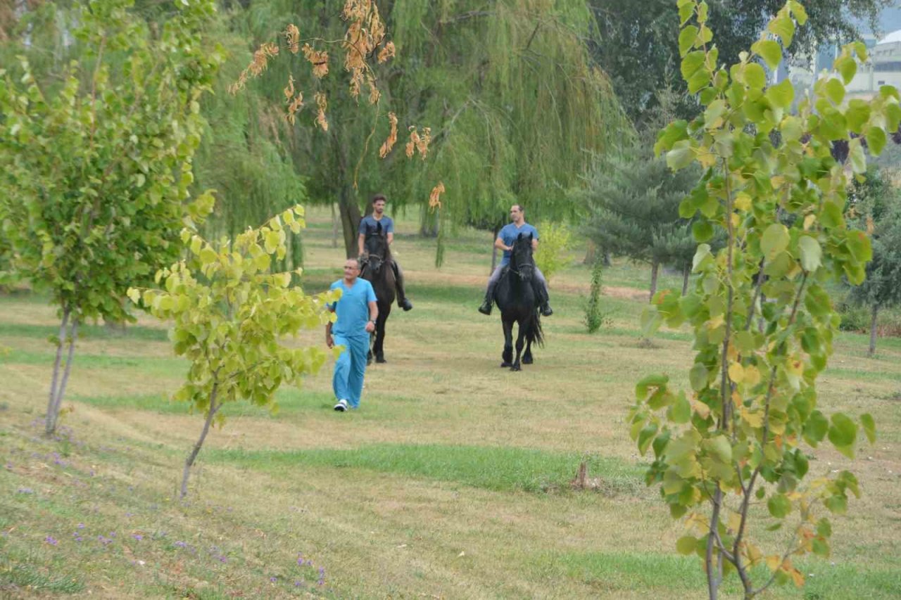 Cins atlar embriyo transferi için Balıkesir’de
