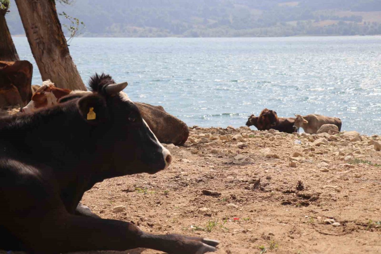 Bolu’da ineklerin serinleme keyfi