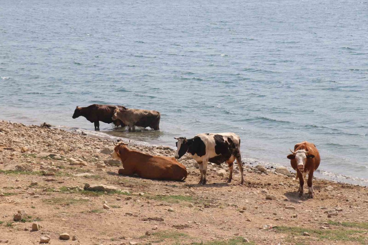 Bolu’da ineklerin serinleme keyfi