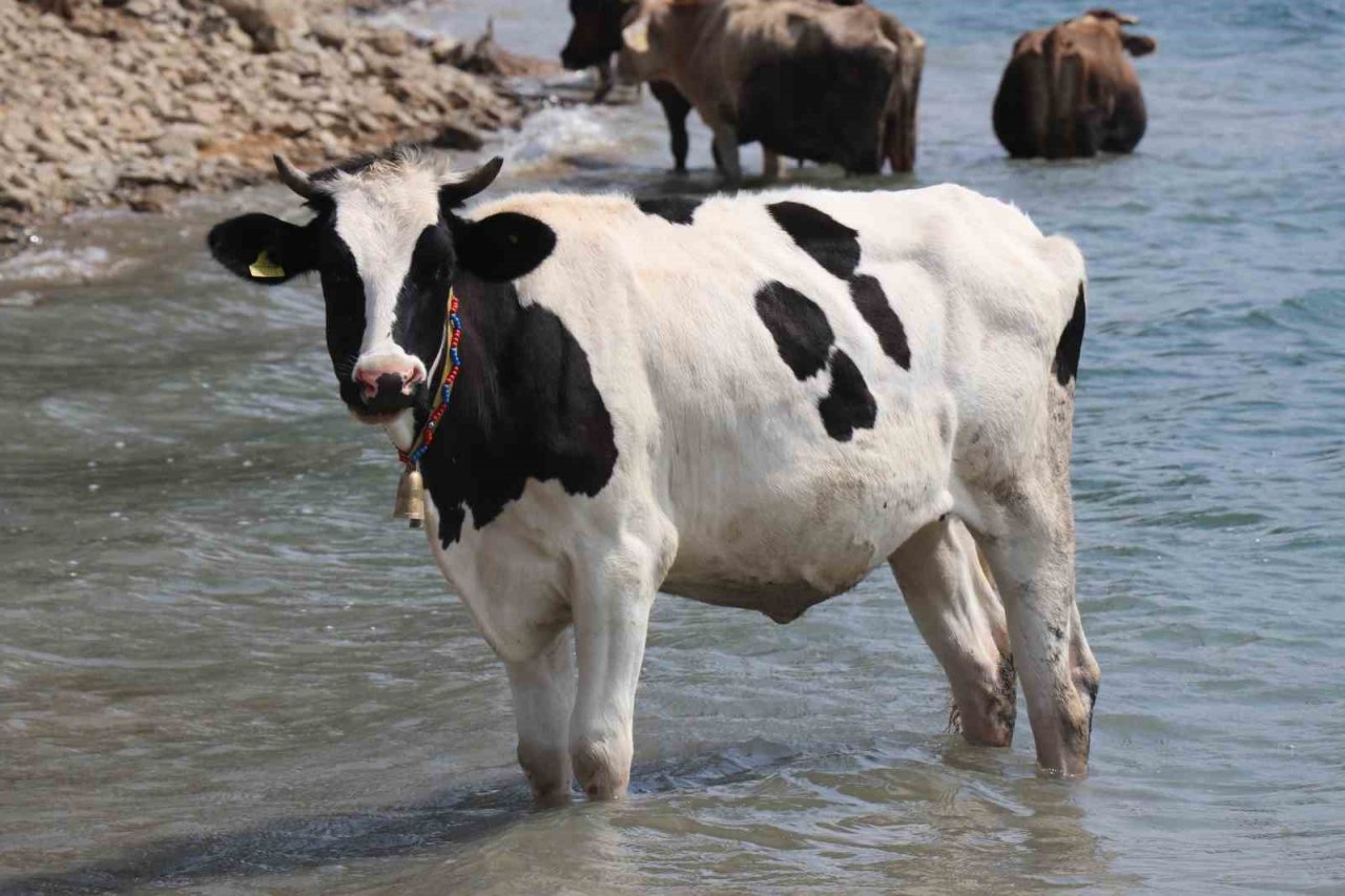 Bolu’da ineklerin serinleme keyfi