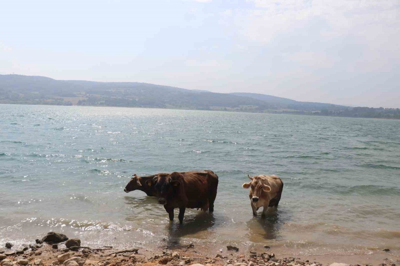 Bolu’da ineklerin serinleme keyfi