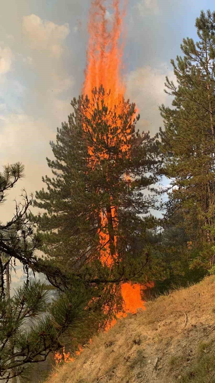 Bolu’da orman yangınına müdahale sürüyor