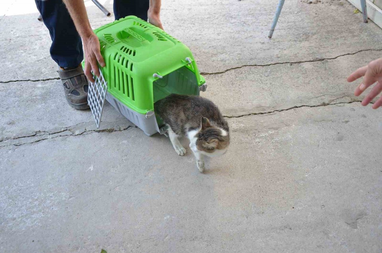 Bozüyük Belediyesi’nden kısırlaştırma yapanlara mama desteği