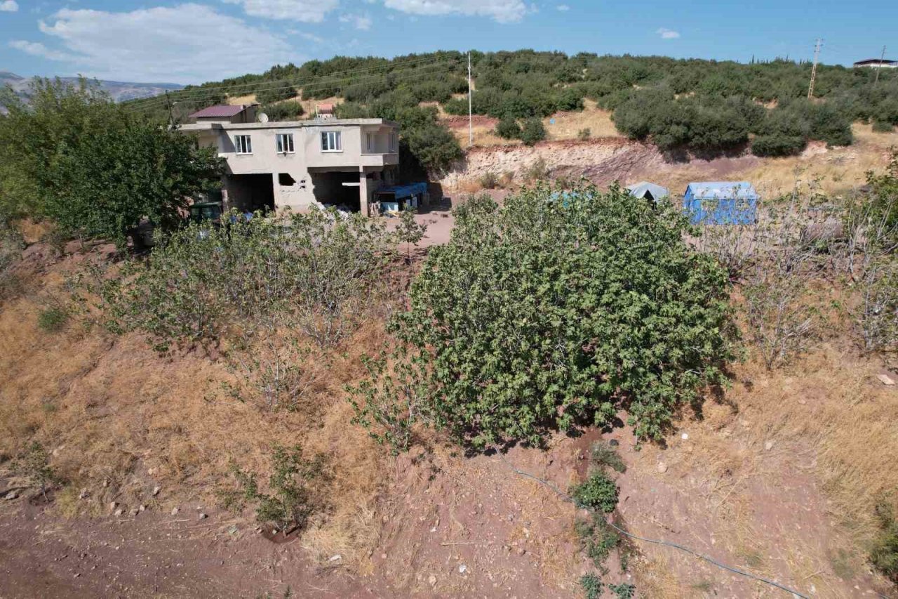 Çöl sıcakları meyve ağaçlarını kurutuyor