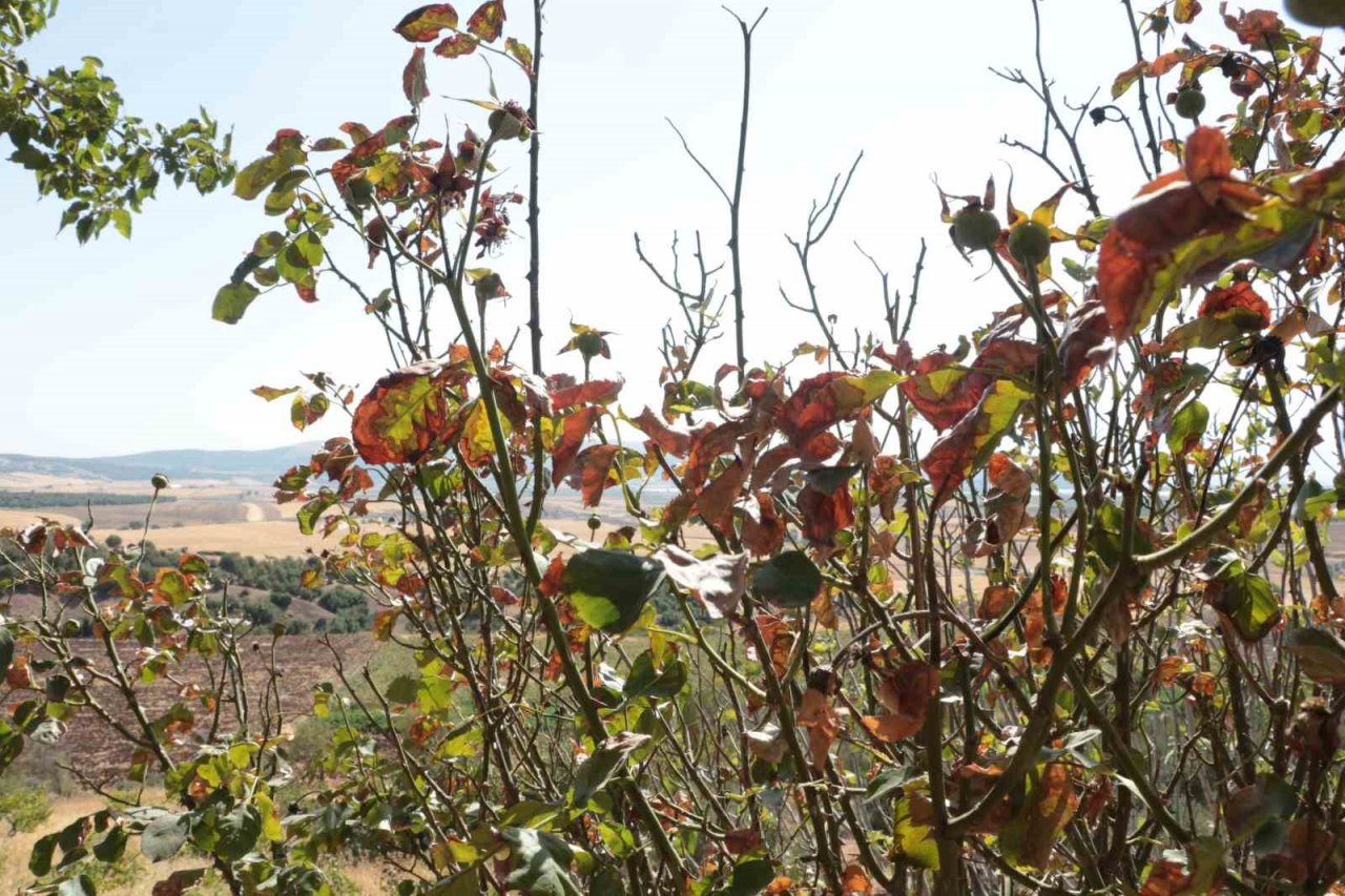 Çöl sıcakları meyve ağaçlarını kurutuyor
